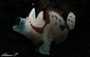 Juvenile Frogfish tired of my photoshooting by Adriana Simeonova 